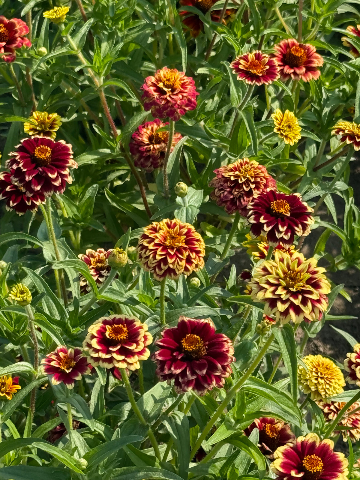 Mexikanische Zinnie Jazzy Mix | Zinnia haageana