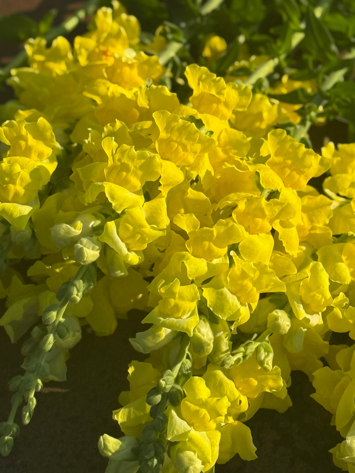 Antirrhinum majus Legend™ Yellow F1 | Group 1 | Snapdragon