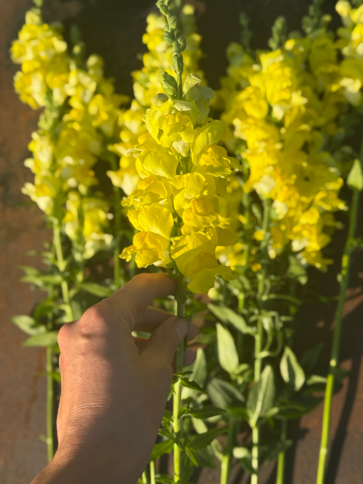 Antirrhinum majus Legend™ Yellow F1 | Group 1 | Snapdragon