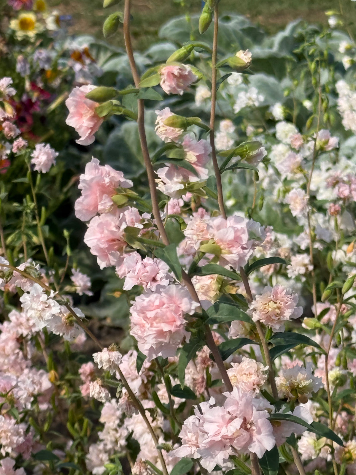 Clarkia unguiculata Appleblossom | Mountain Garland