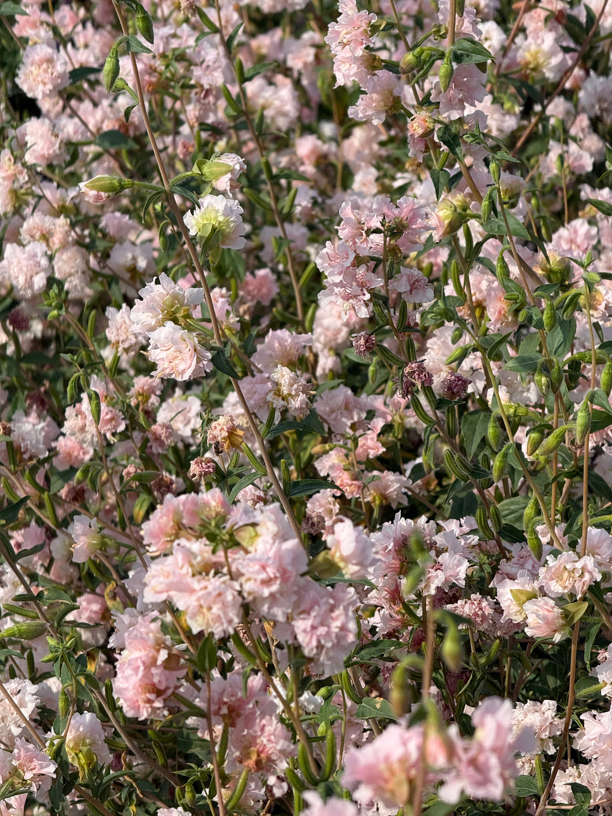 Clarkia unguiculata Appleblossom | Mountain Garland
