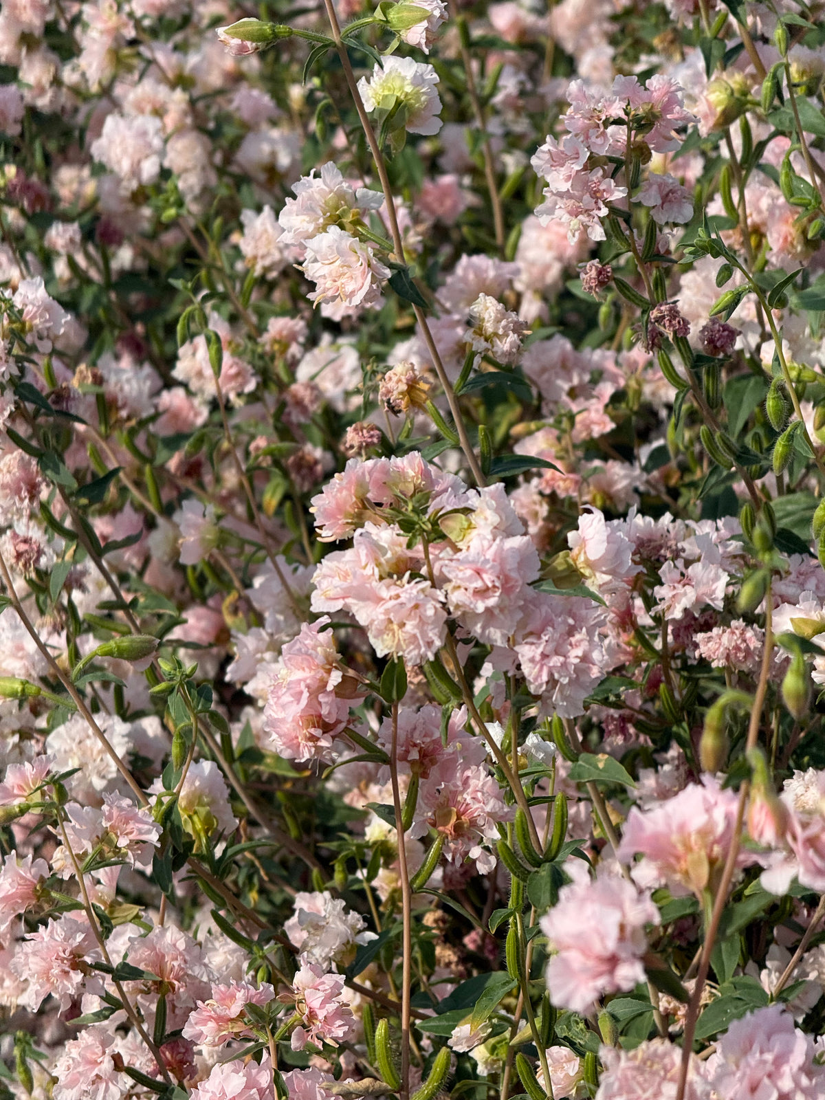 Clarkia unguiculata Appleblossom | Mountain Garland