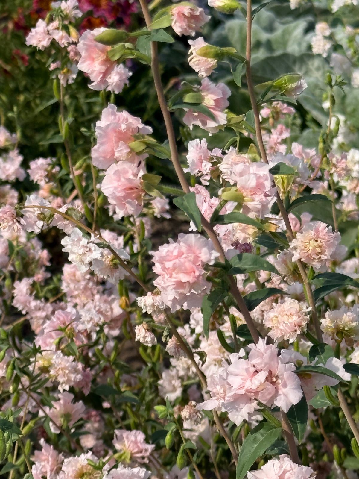 Clarkia unguiculata Appleblossom | Mountain Garland