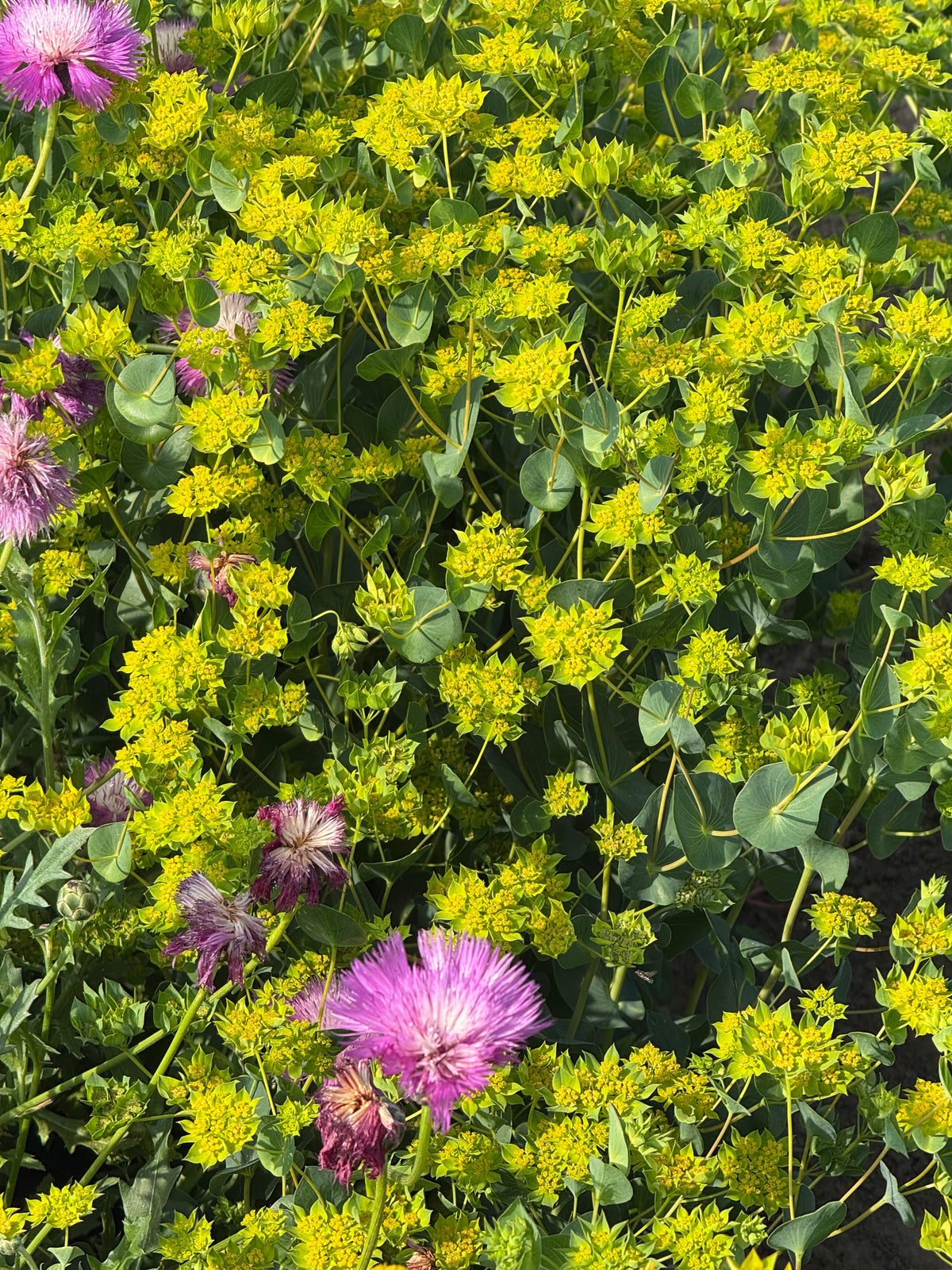 Bupleurum rotundifolium Green Gold | Thorough Wax