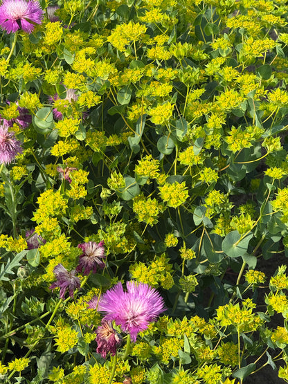 Bupleurum rotundifolium Green Gold | Thorough Wax