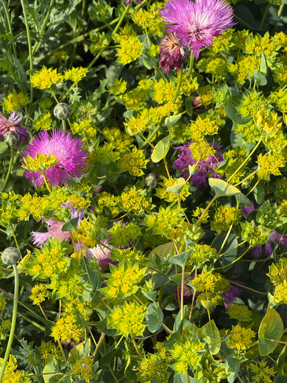 Bupleurum rotundifolium Green Gold | Thorough Wax
