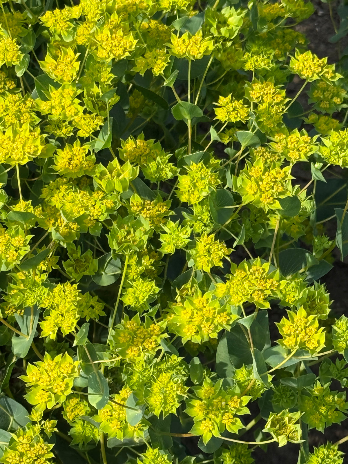 Bupleurum rotundifolium Green Gold | Thorough Wax