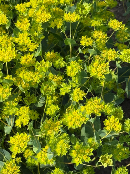 Bupleurum rotundifolium Green Gold | Thorough Wax