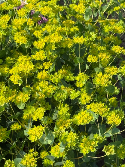 Bupleurum rotundifolium Green Gold | Thorough Wax