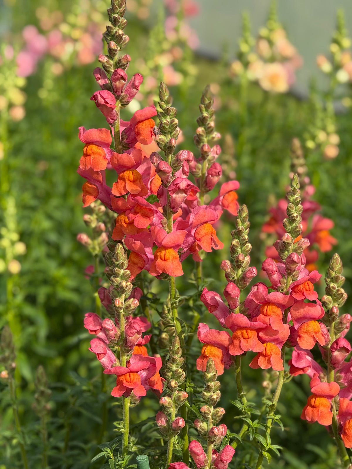 Löwenmäulchen Monaco Orange F1 | Gruppe 3 | Antirrhinum majus