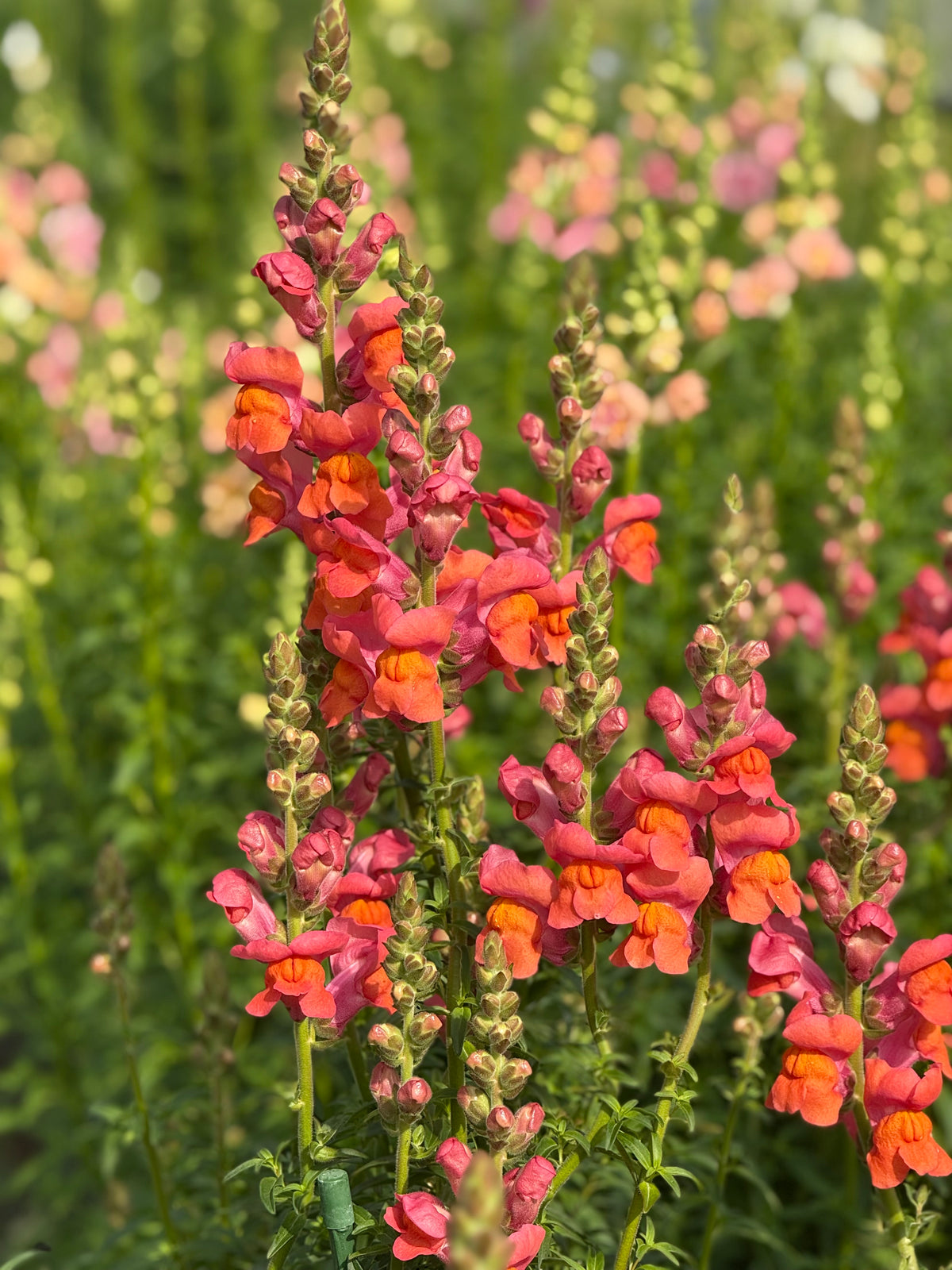 Löwenmäulchen Monaco Orange F1 | Gruppe 3 | Antirrhinum majus