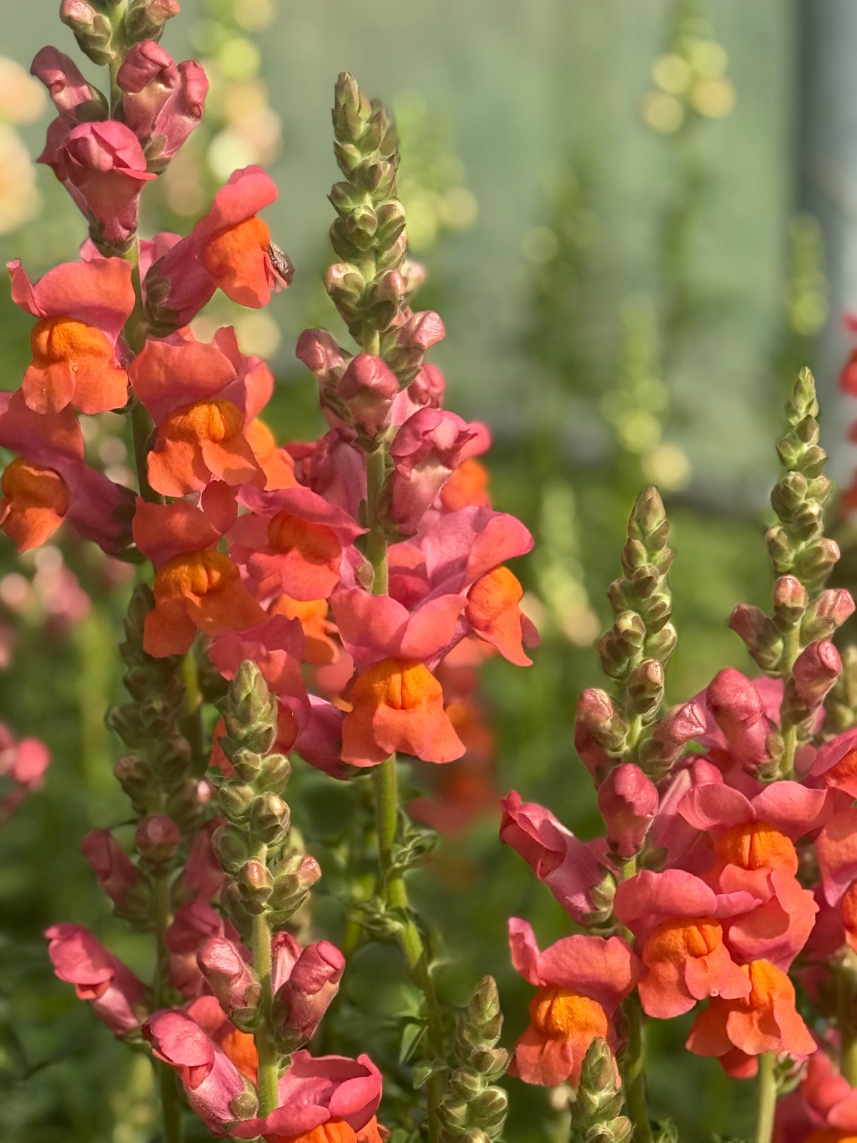 Löwenmäulchen Monaco Orange F1 | Gruppe 3 | Antirrhinum majus
