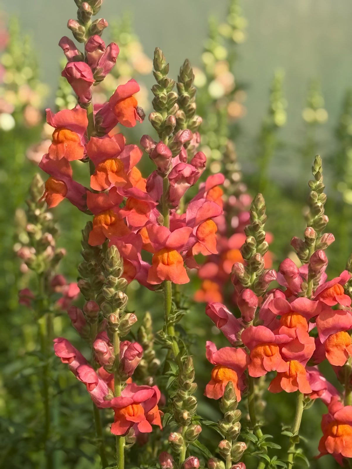 Löwenmäulchen Monaco Orange F1 | Gruppe 3 | Antirrhinum majus
