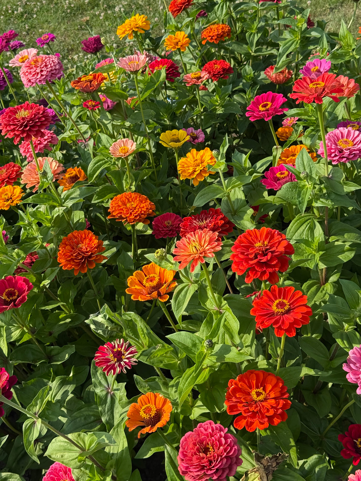 Zinnia elegans Fieldgrown Mix | Dahlia-flowered Zinnia