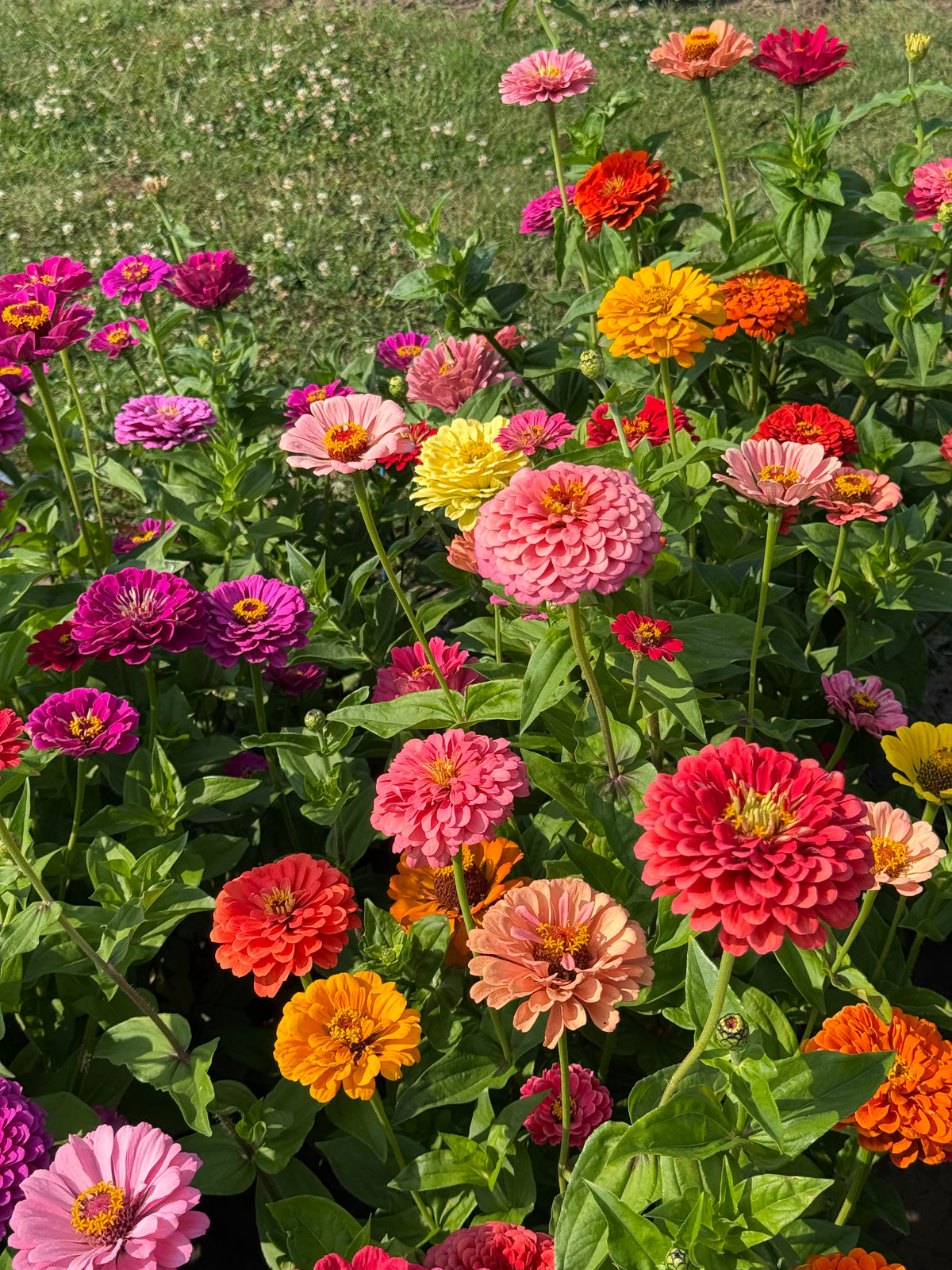 Zinnia elegans Fieldgrown Mix | Dahlia-flowered Zinnia