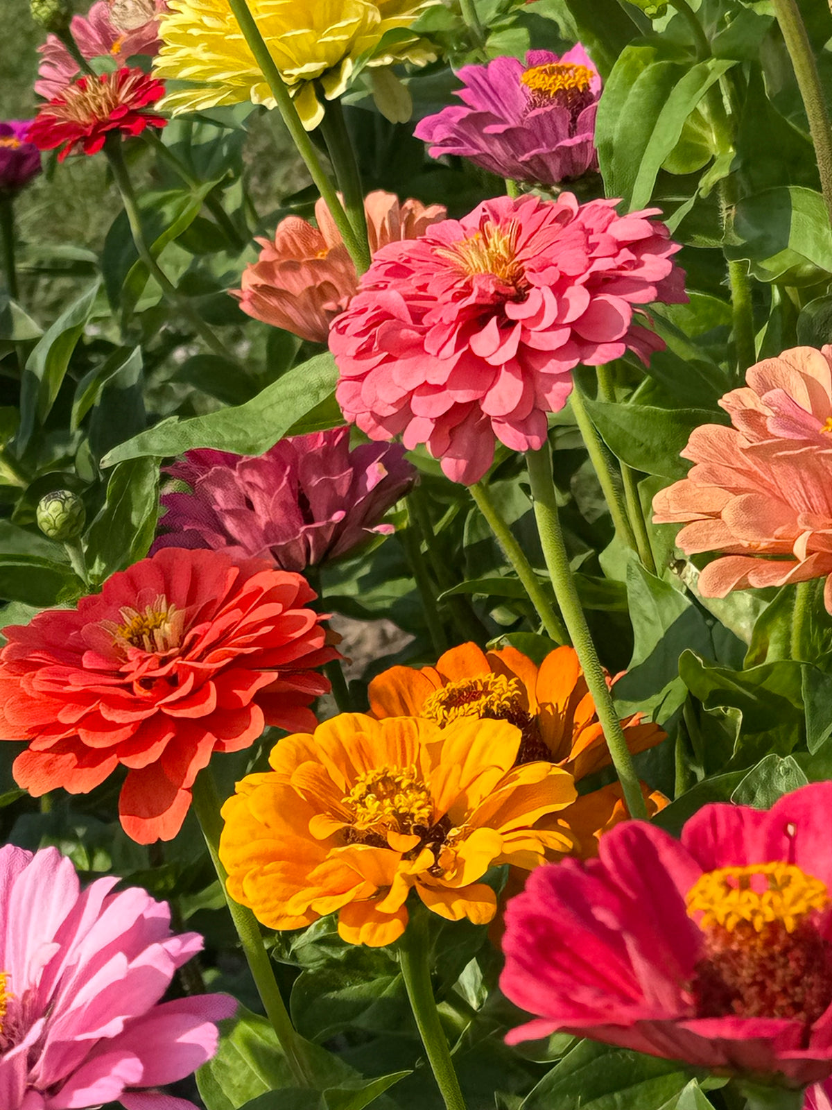 Zinnia elegans Fieldgrown Mix | Dahlia-flowered Zinnia