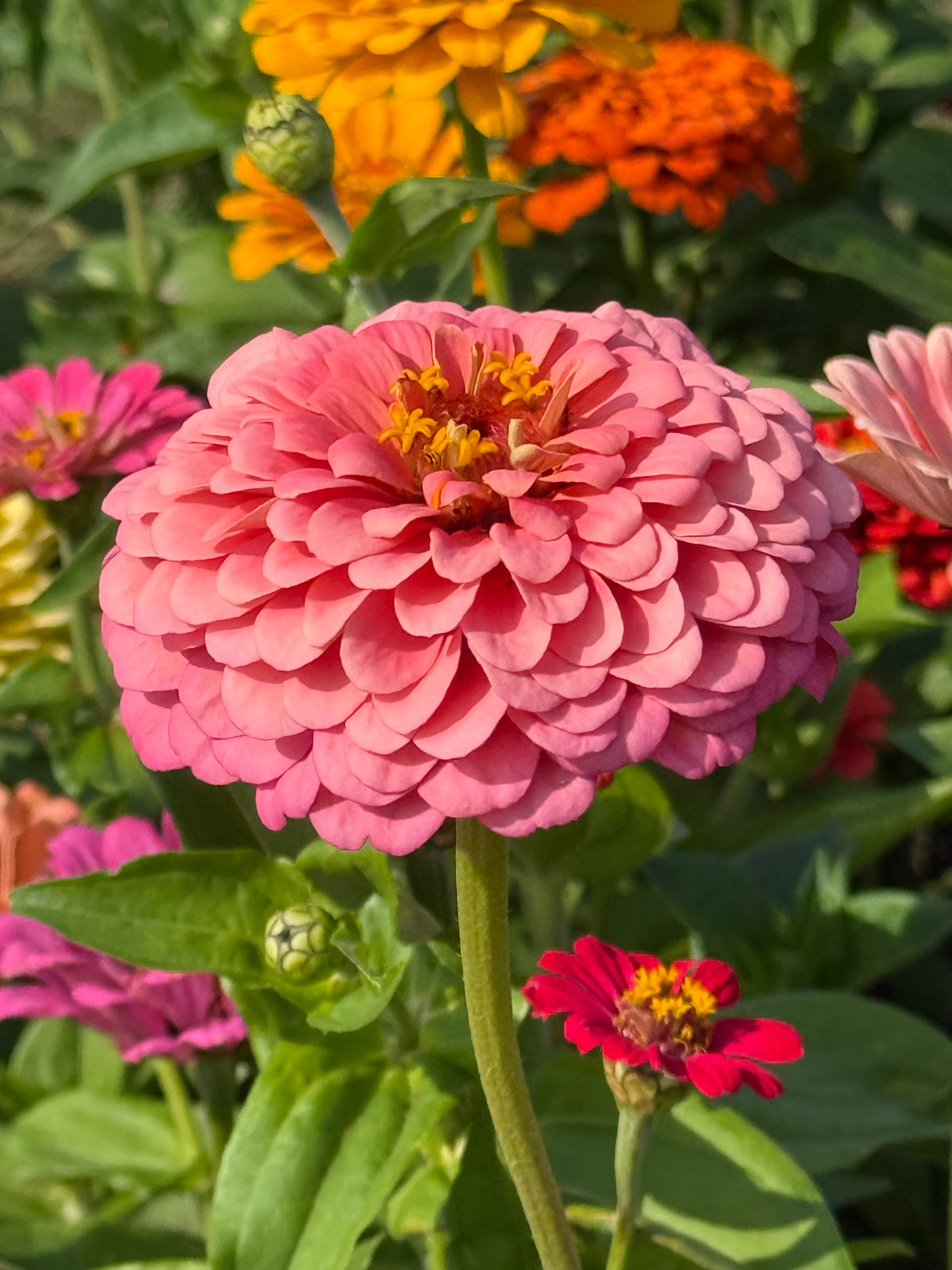 Zinnia elegans Fieldgrown Mix | Dahlia-flowered Zinnia