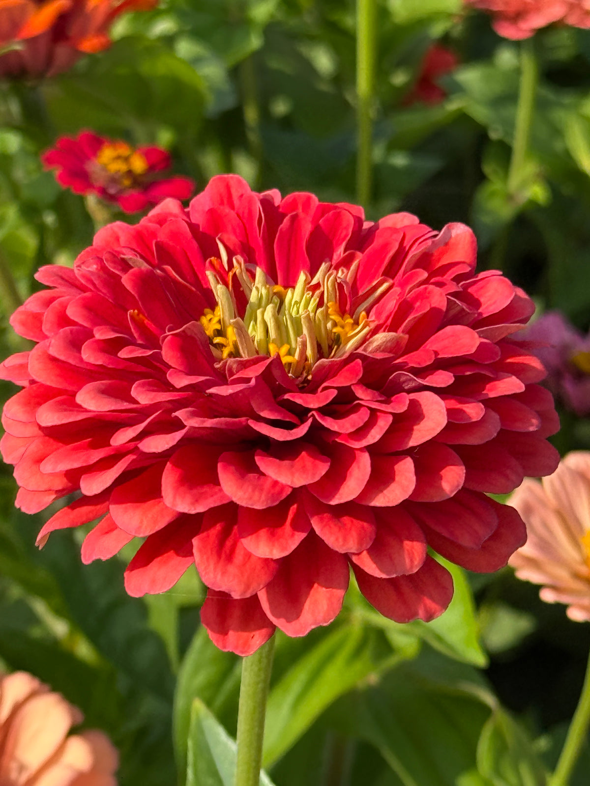 Zinnia elegans Fieldgrown Mix | Dahlia-flowered Zinnia