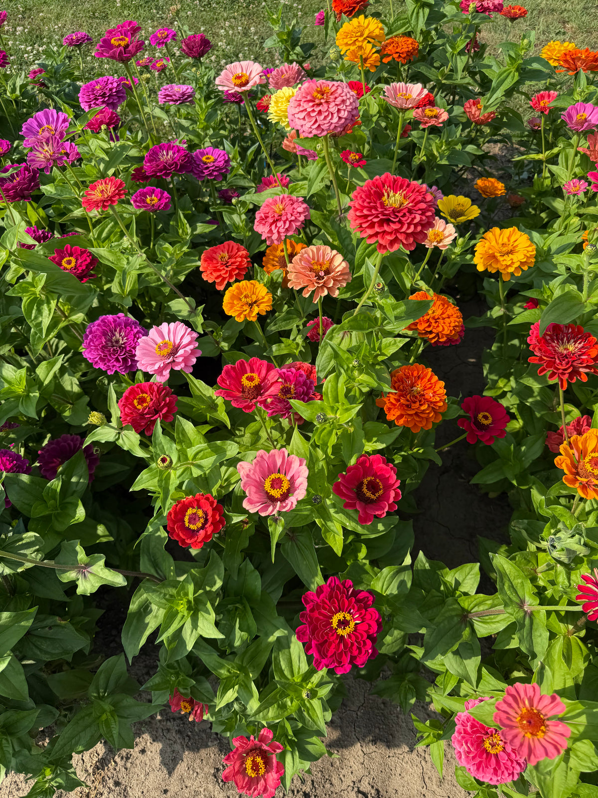Zinnia elegans Fieldgrown Mix | Dahlia-flowered Zinnia