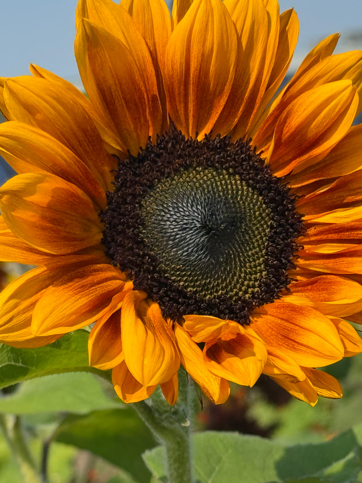 Helianthus annuus Copper Queen F1 | Sunflower