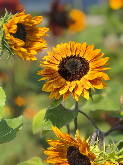 Helianthus annuus Copper Queen F1 | Sunflower
