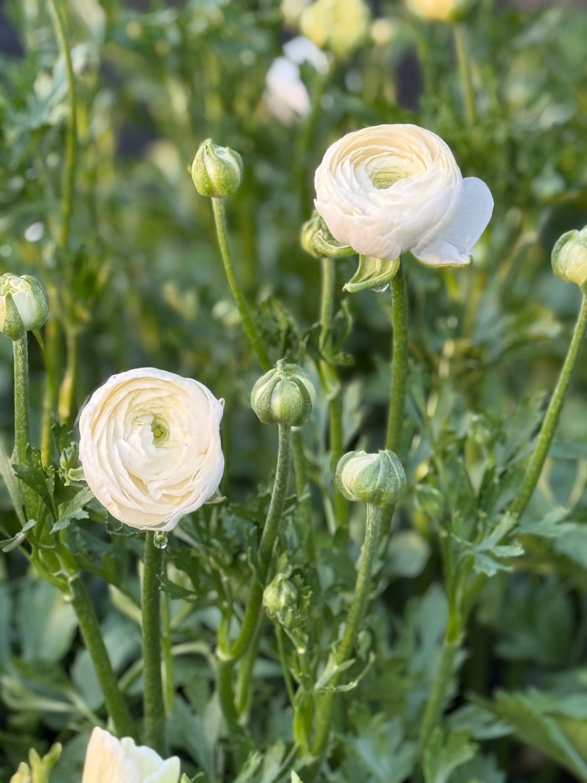 Ранункулюс азиатский Elegance® Bianco 224B B&B | Ranunculus asiaticus | Размер 4/5