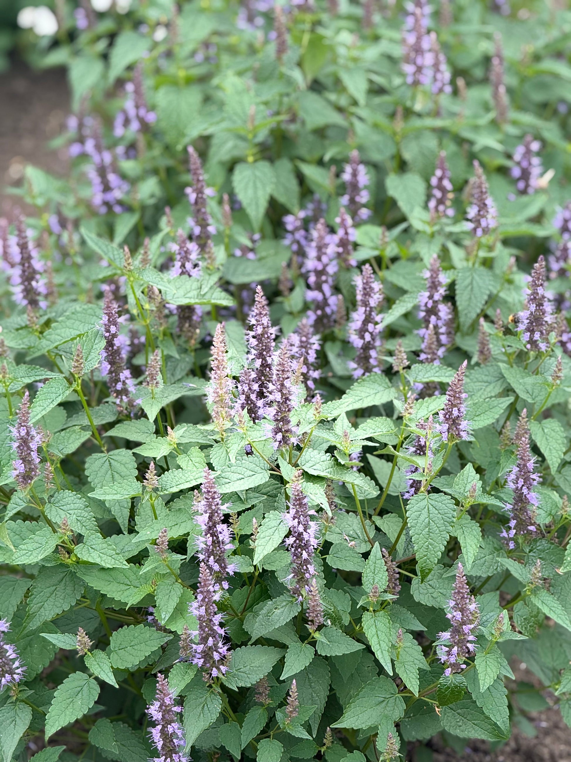 Agastache hybrida Astello Indigo therapyofflowers.com