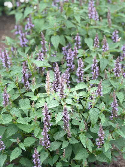 Agastache hybrida Astello Indigo therapyofflowers.com