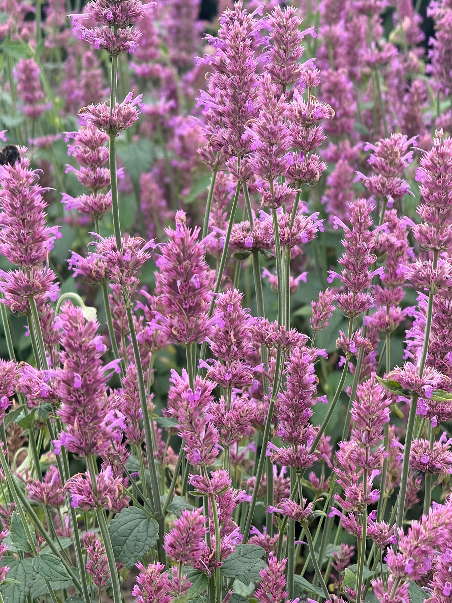 Agastache hybrida Arcado Pink therapyofflowers.com