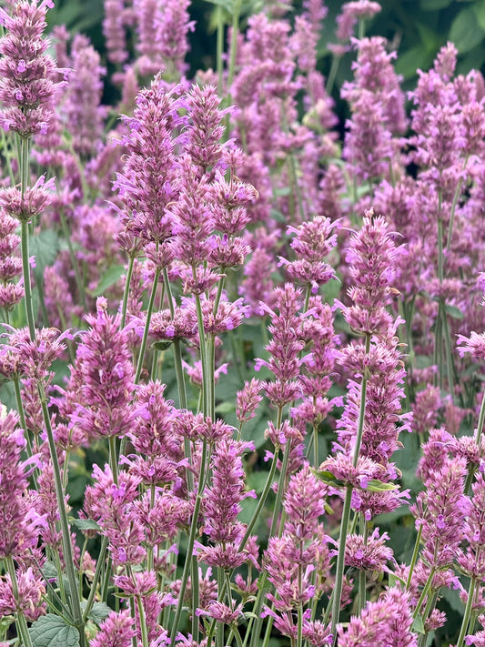 Agastache hybrida Arcado Pink therapyofflowers.com
