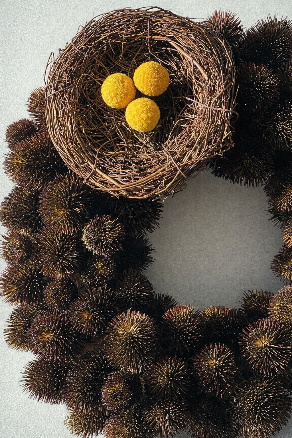 Craspedia globosa SolarPop | Billy Buttons therapyofflowers.com