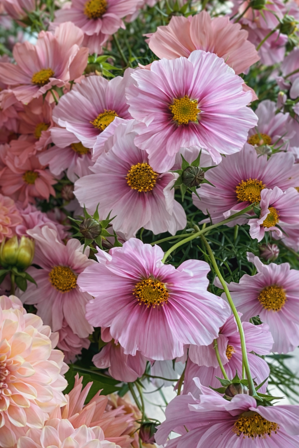 Cosmos bipinnatus Sensation Day Dream | Palest pink blooms therapyofflowers.com