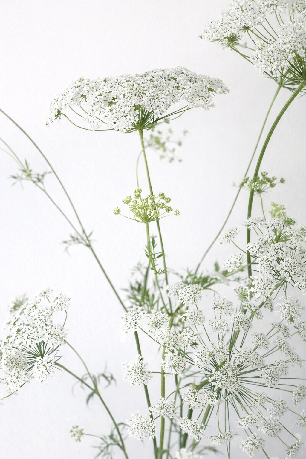 Ammi majus Queen of Africa | Bishop's Flower therapyofflowers.com