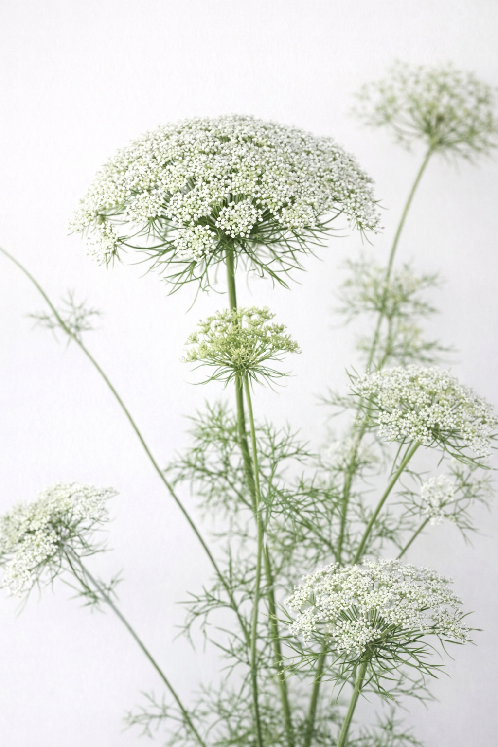 Ammi visnaga Green Mist | Queen Anne's Lace | Bouquet filler therapyofflowers.com