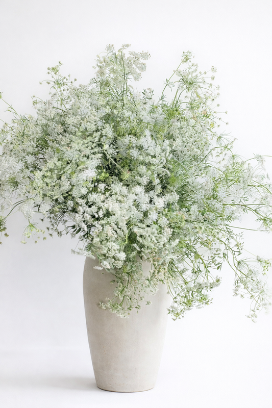 Ammi majus Queen of Africa | Bishop's Flower therapyofflowers.com