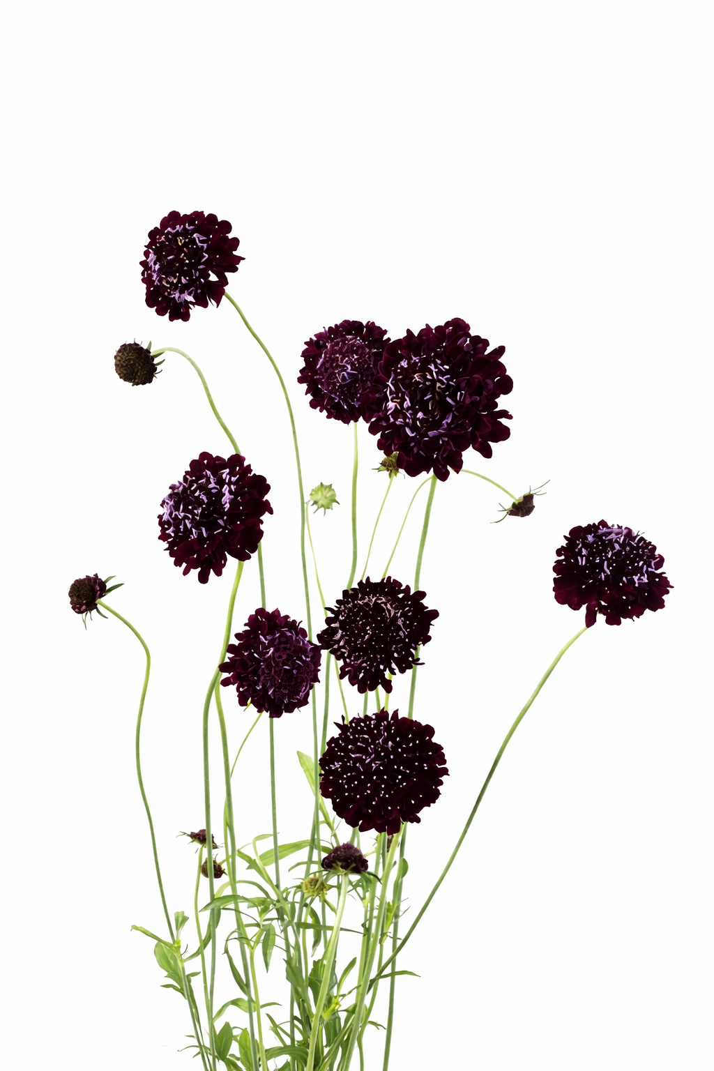 Scabiosa atropurpurea QIS® Black Purple | Sweet Scabious | Pincushion Flower therapyofflowers.com
