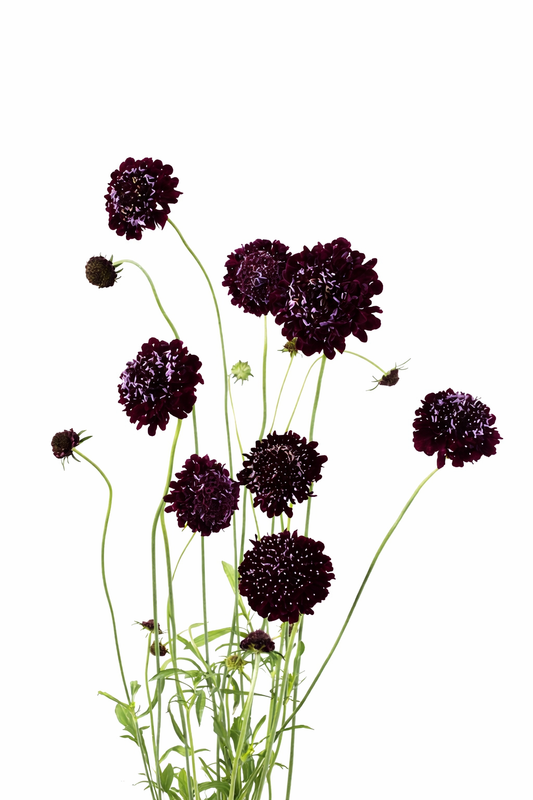 Scabiosa atropurpurea QIS® Black Purple | Sweet Scabious | Pincushion Flower therapyofflowers.com