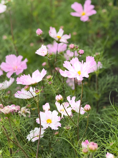 Cosmos bipinnatus Cosimo Pink White | Garden Cosmos | H 50–60 cm