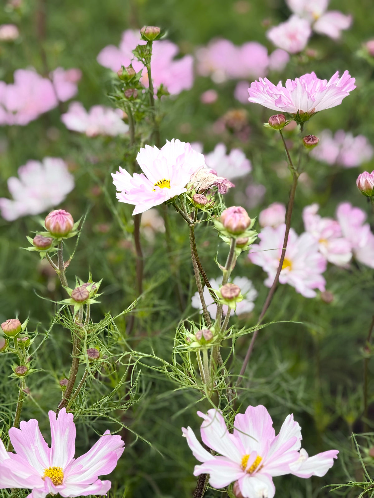Schmuckkörbchen Cosimo Pink White