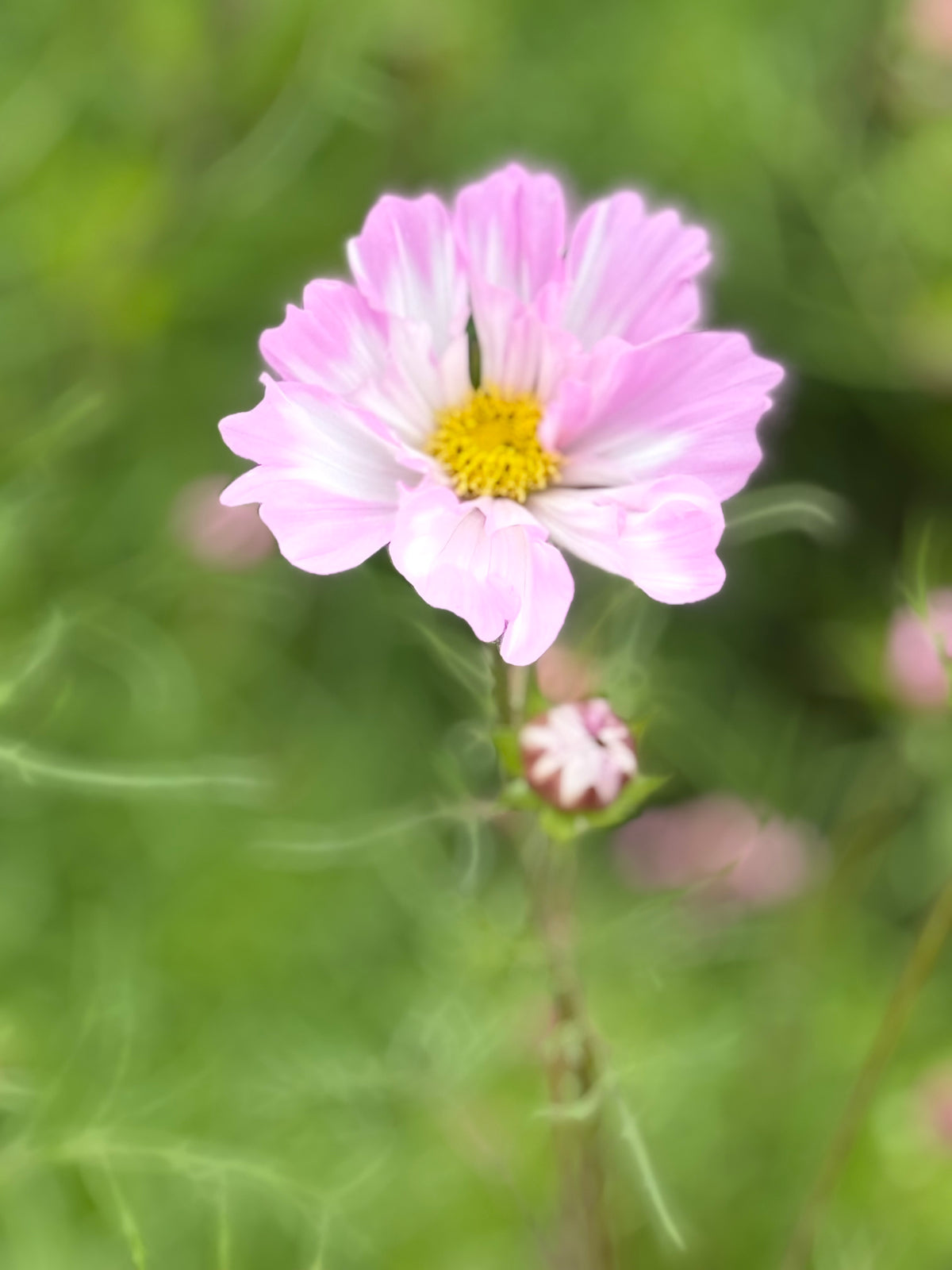 Schmuckkörbchen Cosimo Pink White