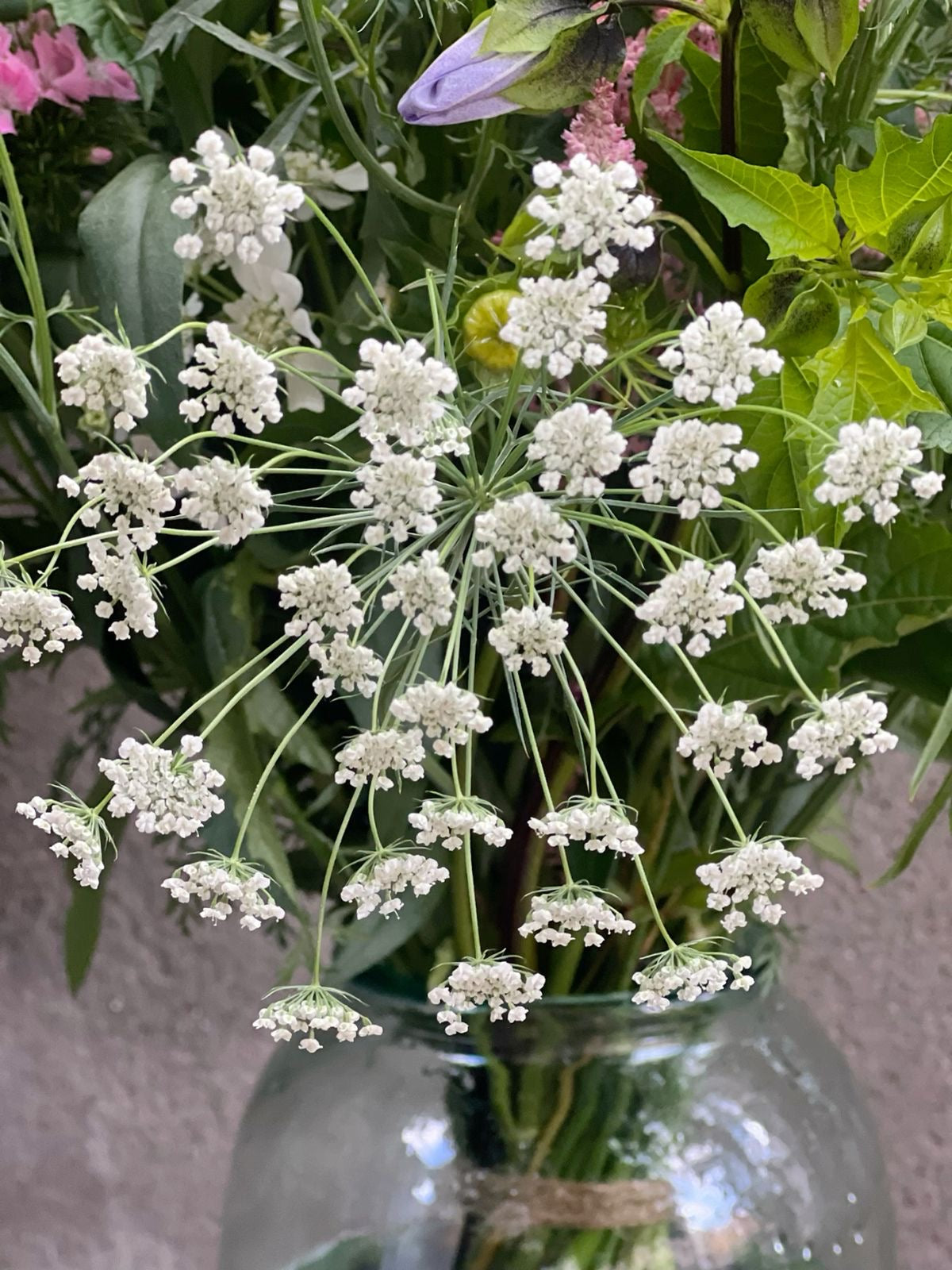 Ammi majus Queen of Africa | Bishop's Flower therapyofflowers.com