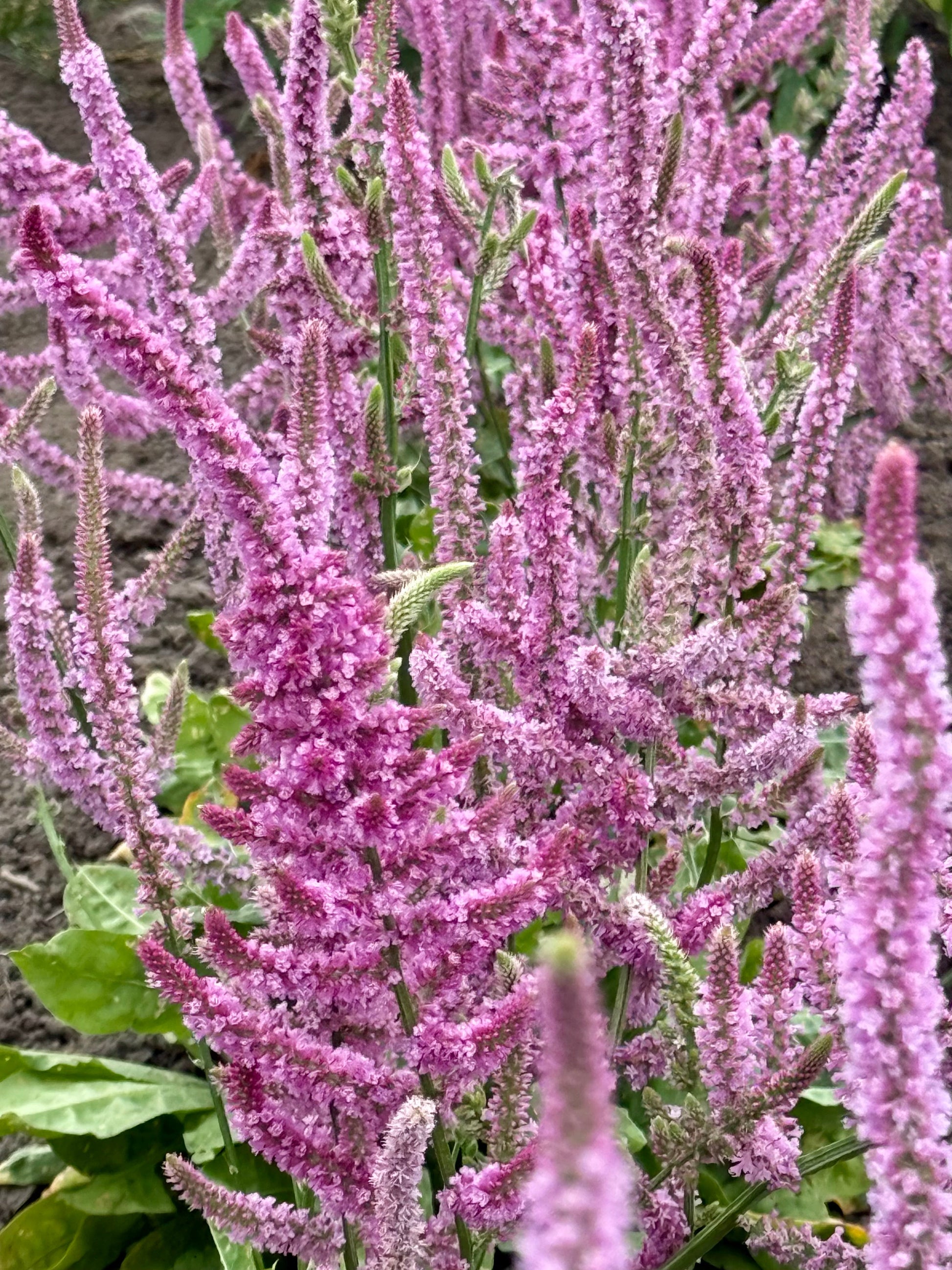 Limonium suworowii | Pink Pokers | Statice therapyofflowers.com
