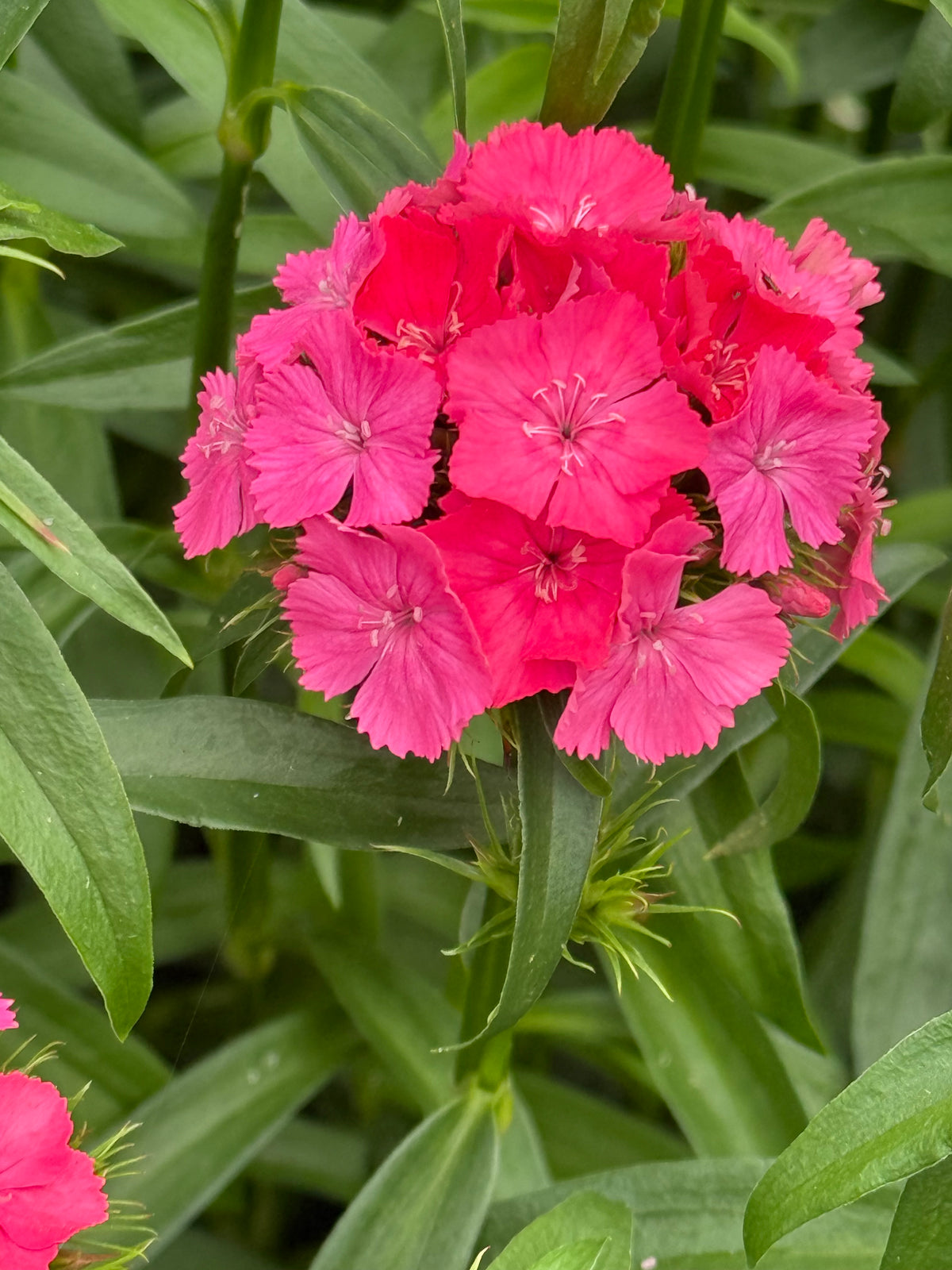 Bartnelke Sweet™ Coral | Dianthus barbatus | Pilliertes Saatgut