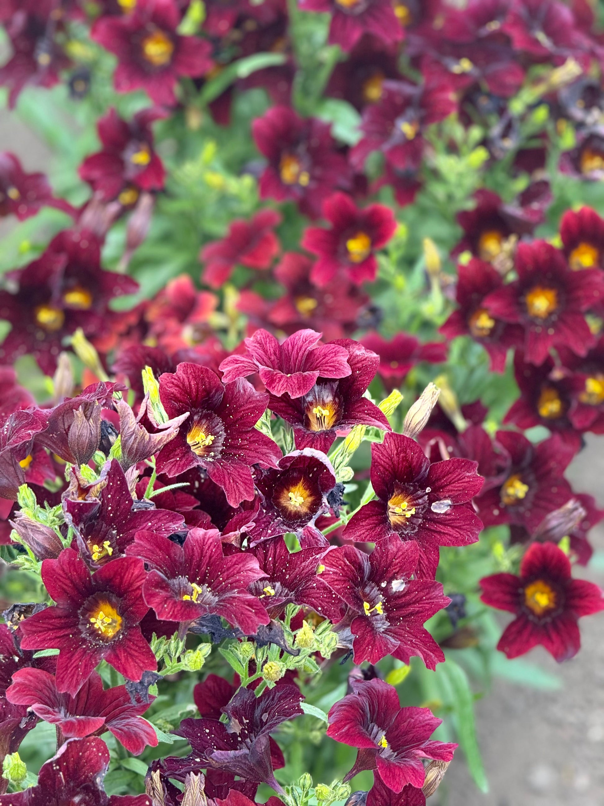 Salpiglossis sinuata Black Trumpets | Velvet Trumpet Flower therapyofflowers.com
