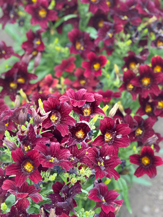 Salpiglossis sinuata Black Trumpets | Velvet Trumpet Flower therapyofflowers.com