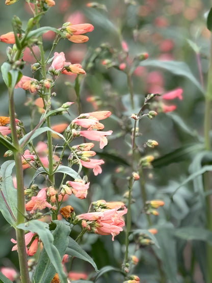 Penstemon barbatus Twizzle Coral | Beard-Tongue