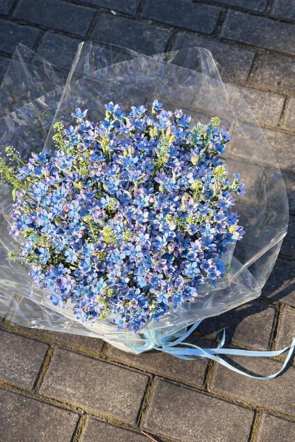 Oxypetalum coeruleum Sky Blue | Tweedia | Blue Milkweed therapyofflowers.com
