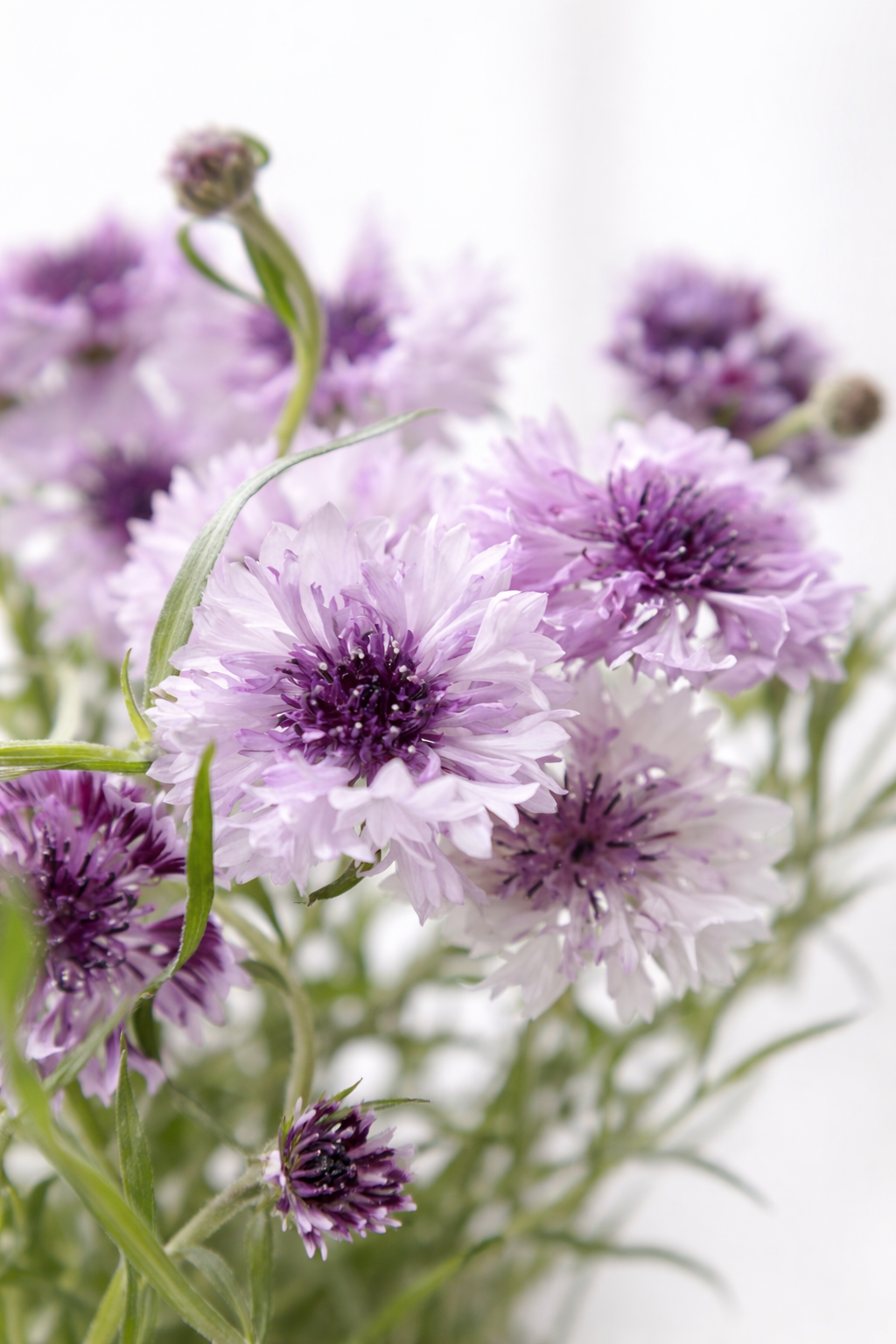 Centaurea cyanus Classic Magic | Cornflower therapyofflowers.com