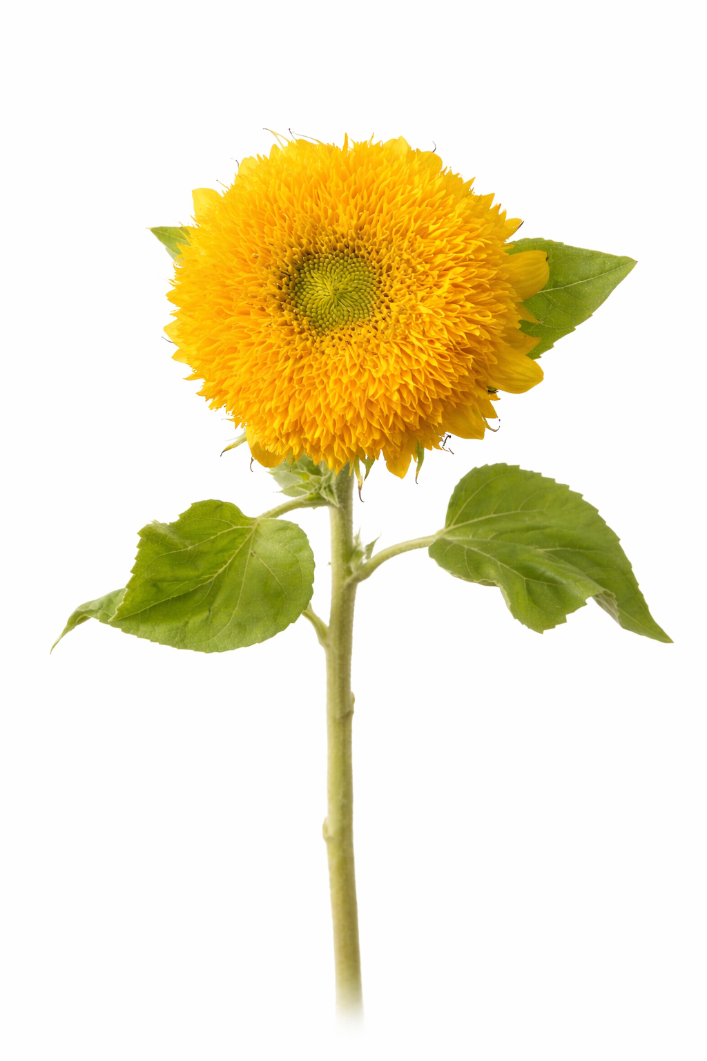 Sunflower Teddy Bear F1 | Helianthus annuus | Sunflower for container, garden therapyofflowers.com