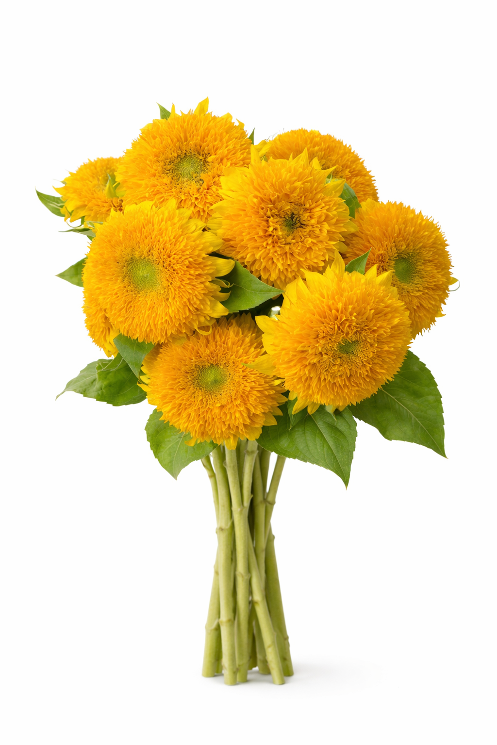 Sunflower Teddy Bear F1 | Helianthus annuus | Sunflower for container, garden therapyofflowers.com